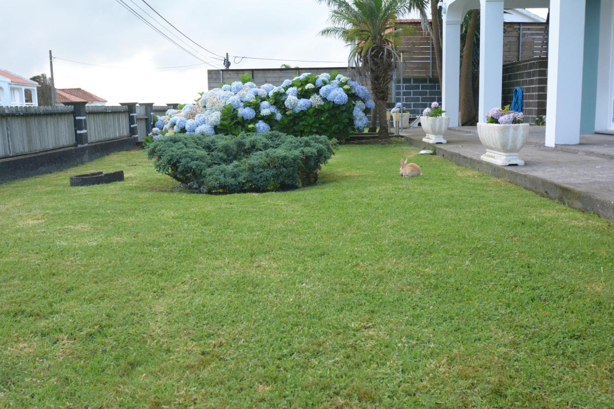 Appartement Casinha das Hortênsias à Horta  Extérieur photo