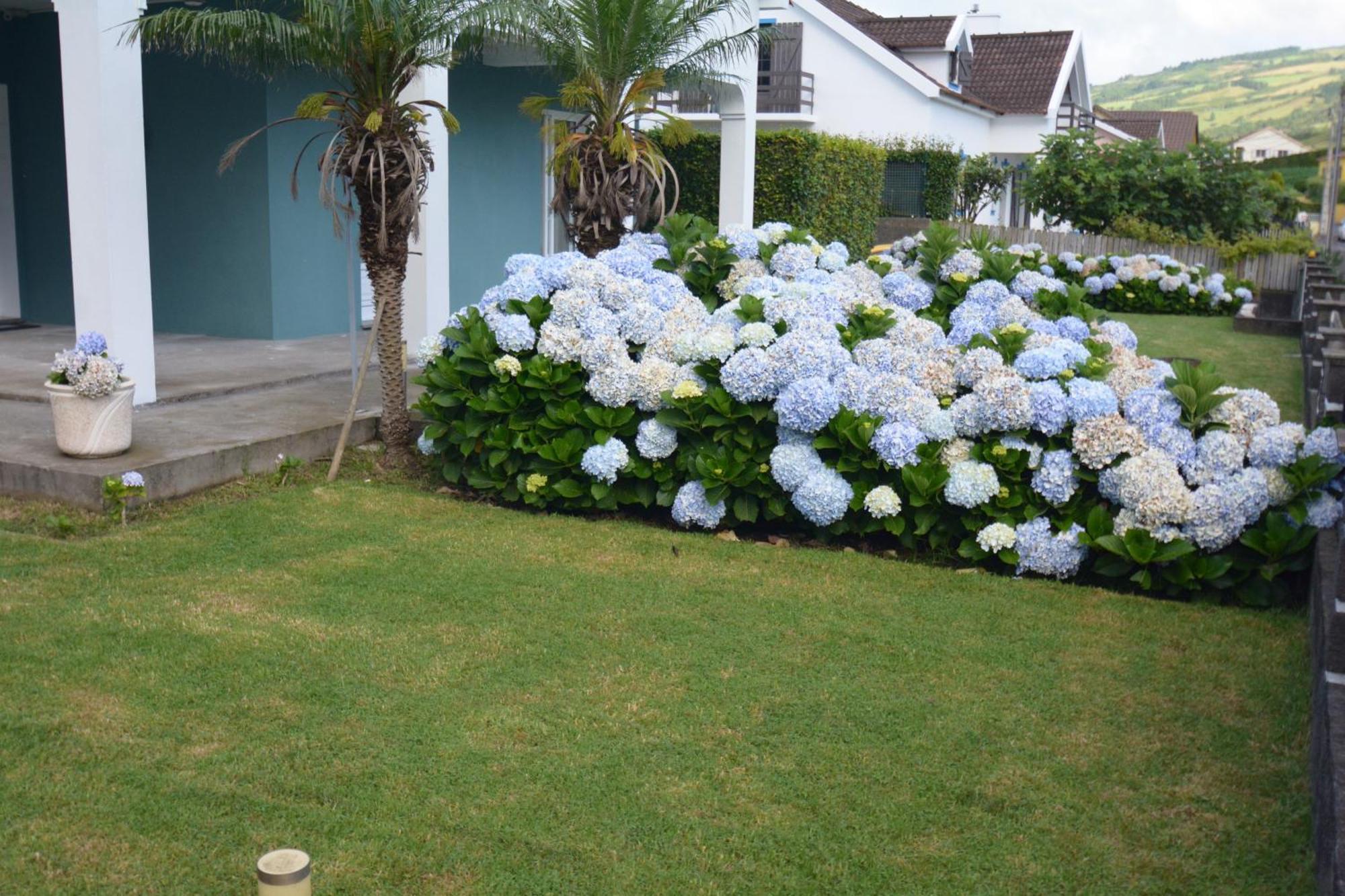 Appartement Casinha das Hortênsias à Horta  Extérieur photo